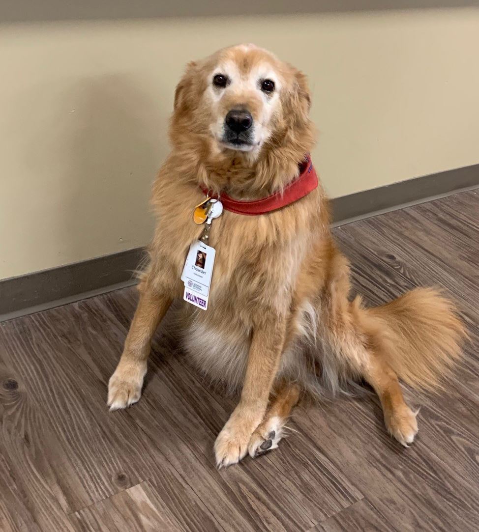 chowder the therapy dog golden retriever